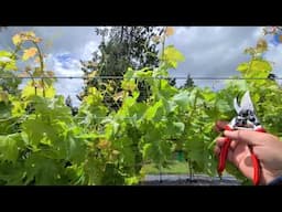 How To Prune Grapes, How to prune Neglected Grape Vines, SUMMER Grape PRUNING. slow Growth  June 7th