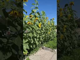 Sunflower’s in the Garden