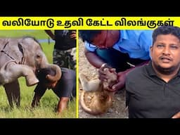 மனிதனிடம் உதவி கேட்ட விலங்குகள் #13 | Animals That Asked People For Help Tamil | TAMIL AMAZING FACTS