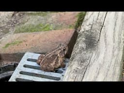 This frog has been here for 2 days eating ants. Fascinating to watch his frog tongue in action!