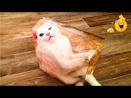 😱 It's To LAUGH When Watching This Video Of The FUNNIEST CATS On Earth 😱 - Funny Cats Life