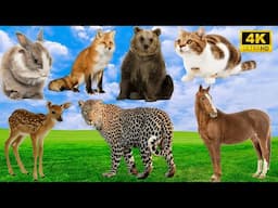 4K Wild Animal Sounds: Rabbit, Fox, Bear, Cat, Deer, Leopard, Horse - Explore Wildlife Sounds