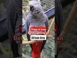 Do not do these Mistakes | African Grey Facts | Things to know before getting #AfricanGrey