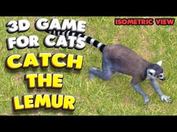 3D game for cats | Catch the LEMUR (isometric view) | 4K, 60 fps, stereo sound