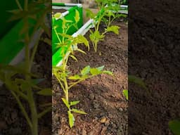 Preparing Tomato's in grow bags