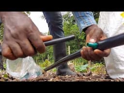 How I Set Up A Simple Drip Irrigation System In My Farm