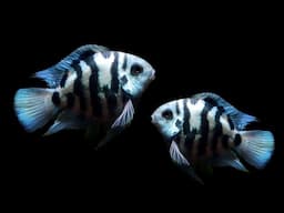 3 Minutes Cichlid Fish Breeding - Blue Parrot Fish Breeding