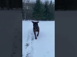 Snow Day For Tonka! #bullmastiff #bulldog #bullmastiffpuppy #campdog #hiphop #dogbreed #puppy