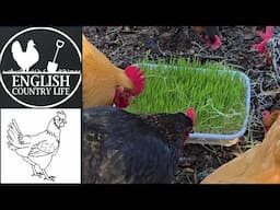 Bargain DIY Chicken Fodder (Sprouted Wheat)