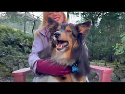 Pet CHEK: Senior Sheltie Rosie is looking for her forever family