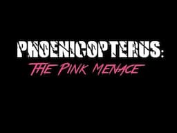 PHOENICOPTERUS: The Pink Menace