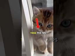 Instantly Improve Your Cat's Life! #cat #catlover #catvideos #funnycats #pets