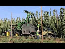 Harvesting hops - 2024