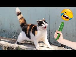 Funniest Cats and Dogs Videos 🐶🐱 | Funny Animal Videos 2022