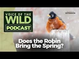 Does the Robin Bring the Spring? – Voice of the Wild