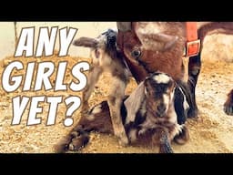 How Many Baby Goats Born All At Once?! | Simultaneous Double Goat Kid Births