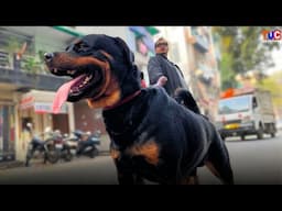 THE ROTTWEILER DOG | Dangerous or Friendly ? Complete Details in Hindi