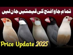 All java sparrow price 2025 | fawn jawa opal java white java silver java price