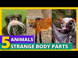 5 ANIMALS WITH STRANGE BODY PARTS