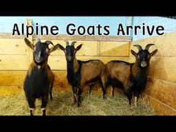 Three Male Alpine Goats Arrive On The Farm