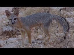 Gray Foxes in the White Tank Mountains of Arizona