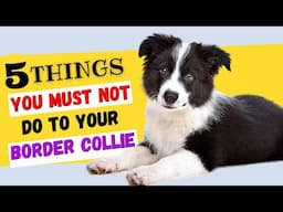 5 Things You Must NOT Do To Your Border Collie / All Collie Owners Must Watch!