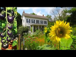 My PURPLE Tomatoes - August RAISED BED Garden Tour