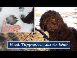 Meet Tuppence the Barbet... and our Resident Wolf