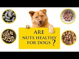 Can Dogs Eat Nuts | Is It Safe?