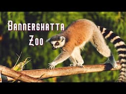 Bannerghatta Biological Park 4K | Bannerghatta Zoo 2023 |  ಬನ್ನೇರುಘಟ್ಟ ಮೃಗಾಲಯ