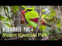 Wild Borneo | Mount Kinabalu Park | Birds and Wildlife of Kundasang and Poring | Malaysia 2024