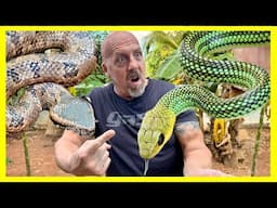 INCREDIBLE SNAKE COLLECTION👀 | RARE ASIAN SPECIES