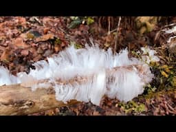 Rare Hair Ice Found Near the Dungeness River - Short Version