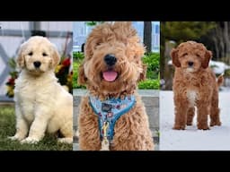 Goldendoodle | Funny and Cute dog video compilation in 2025