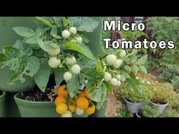 Micro Tomatoes - The Perfect Tomato For Beginners - Comparing Two Types