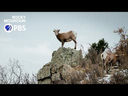 Battle of the sheep: How a pathogen from domestic sheep proves deadly for bighorns