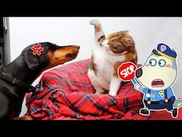 Stop Stop  !! Do Not Fight !! Police Wolfoo vs Funny Dogs, Cats |  Wolfoo in Real Life