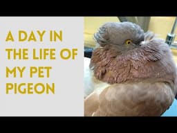 A Day in the Life of My Pet Pigeon