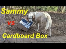 Sammy vs Cardboard Boxes