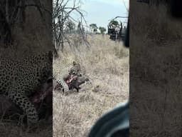 Leopard's Big Catch: Warthog Kill Dragged to Safety!