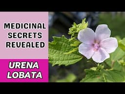 Powerful Anti-Inflammatory Herb + More / Urena Lobata / Earth's Medicine