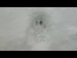 How to Identify a Mountain Lion Track