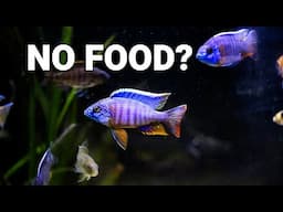 Can I Leave My Fish Alone for a Week?