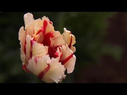 Gardening Advice episode 7 - planting tulips