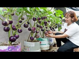 Revealing how I easily grow a garden of superfruit eggplants