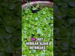 What is Frogbit? #plantedaquarium #plant #plantedtank