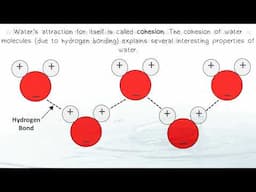 AP Biology Properties of Water