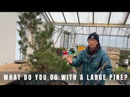 What do you do with a large pine?