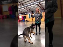 OMG! What A Happy Hopping Dog “Yuba” Home Raised Protection Trained Trick Super Star Showing Off