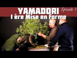 Un Pin Sylvestre Yamadori au Style Particulier - 🌱 NEJIKAN BONSAI 🌱